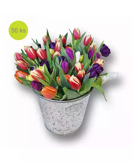 Mix 50 Tulips
