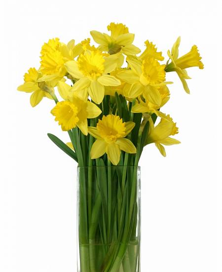 Spring Daffodil Big