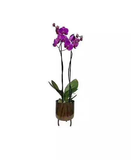 Orchidej fialová v květináči