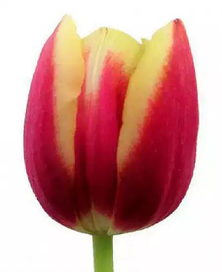Тюльпан Ирен