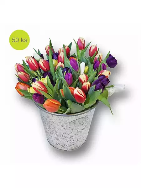 Mix 50 Tulips