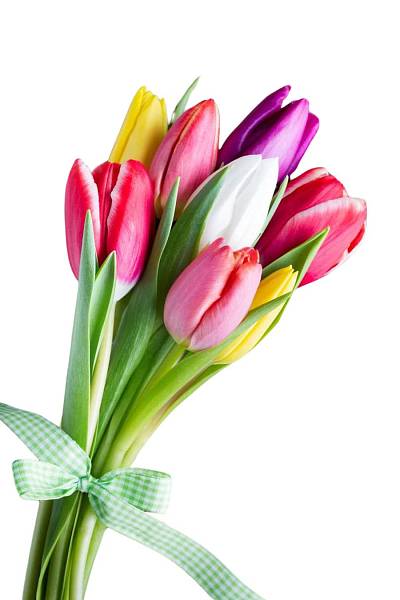 Тюльпаны - смесь цветов