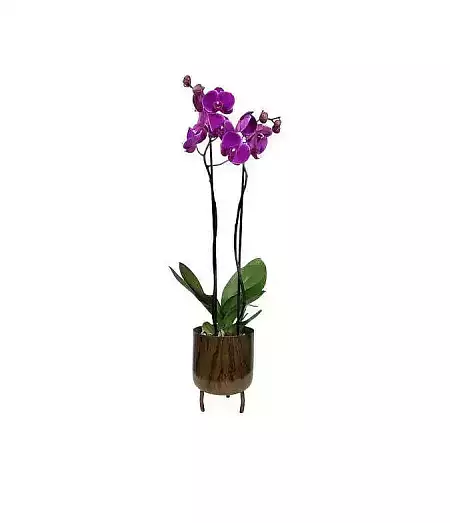 Purple orchid in a pot