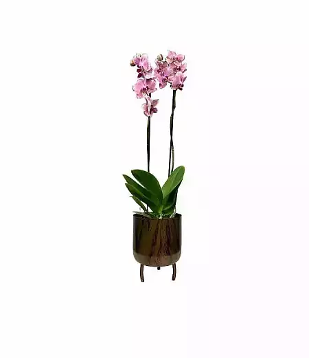 Dark pink orchid in a pot