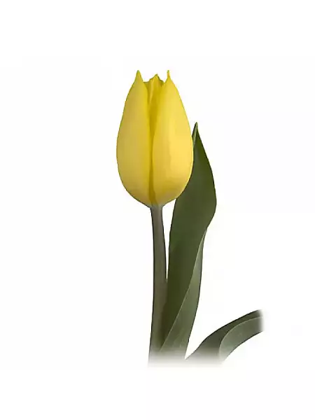 Tulip Gold