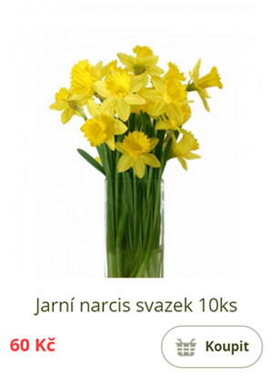 Jarní narcis svazek 10ks
