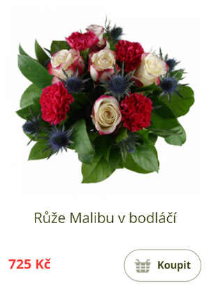 Růže Malibu v bodláčí