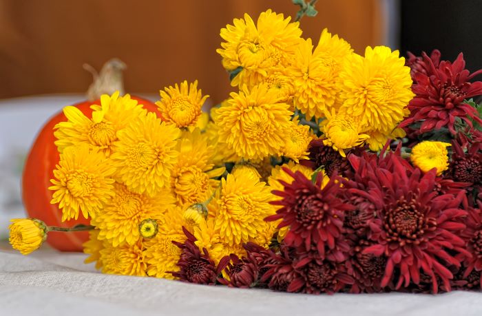 Chryzantemy podzim