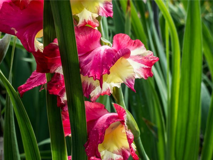 Jak pěstovat Mečíky