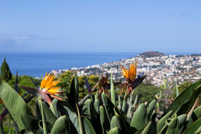 Madeira strelicia 