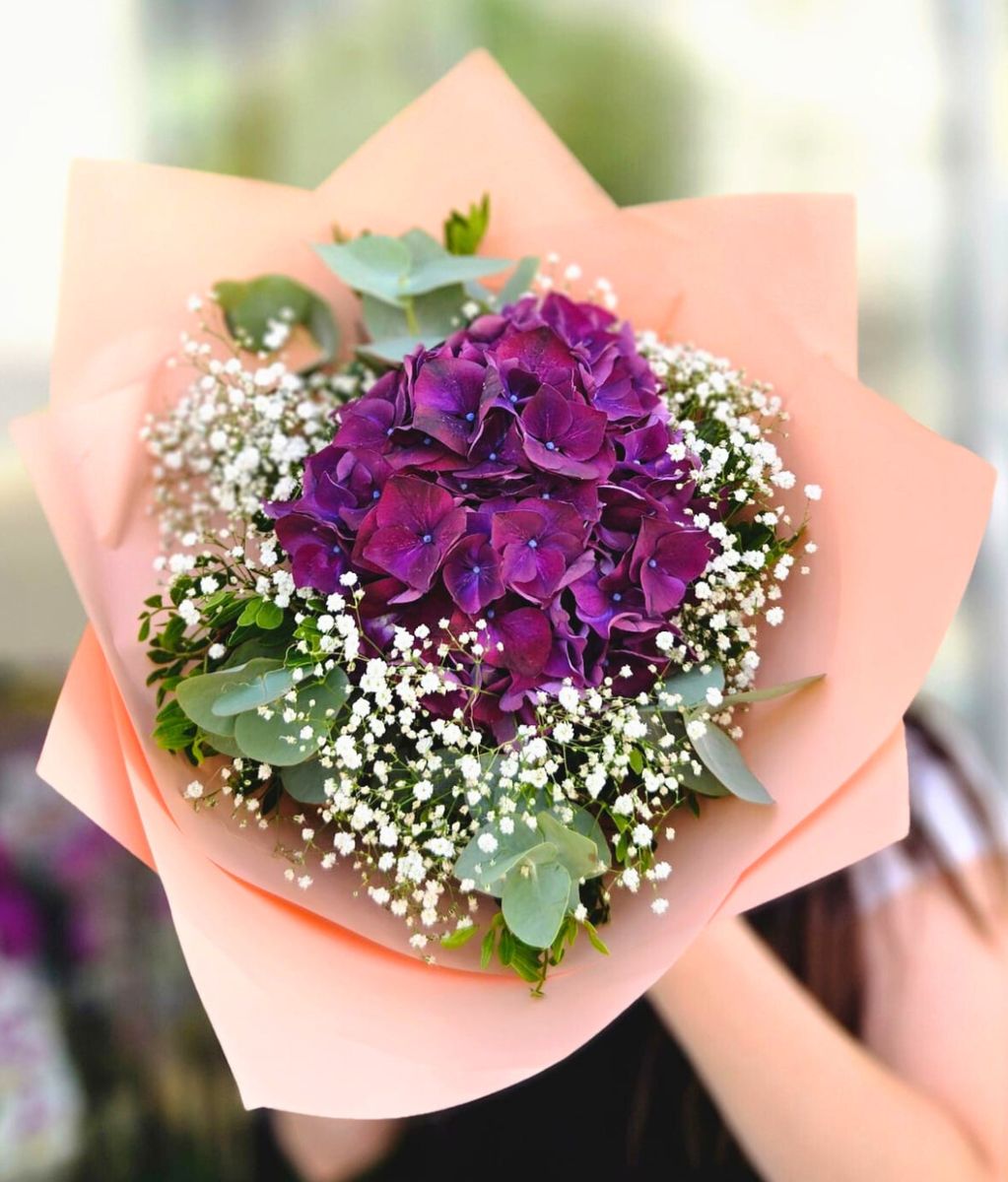 Purpurová Hortenzie