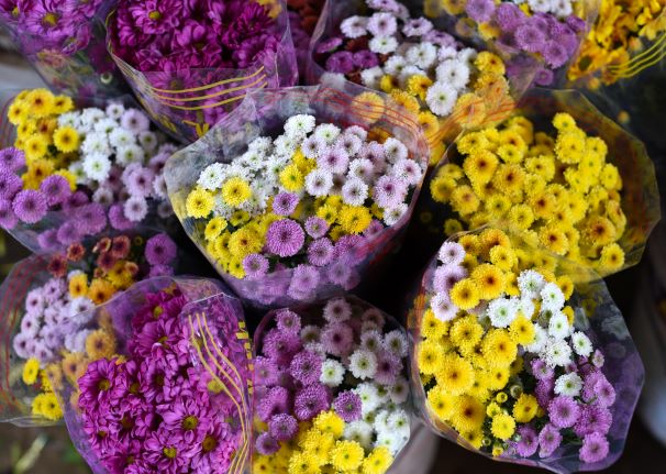 Santini chrysanthemums