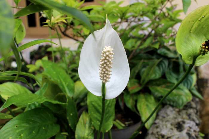 Spathiphyllum