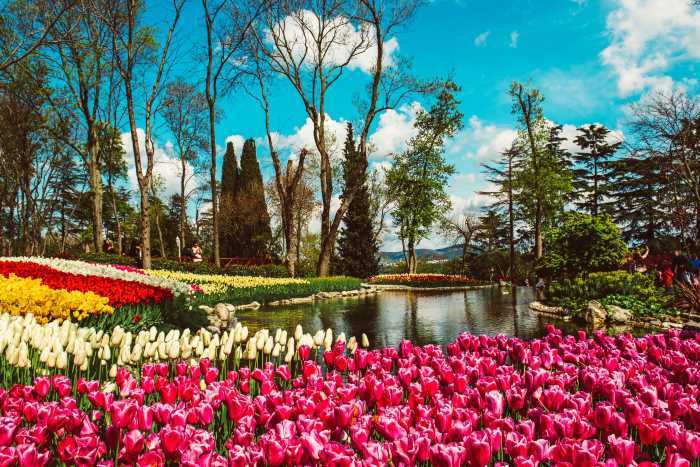 Tulipany park v  istanbulu