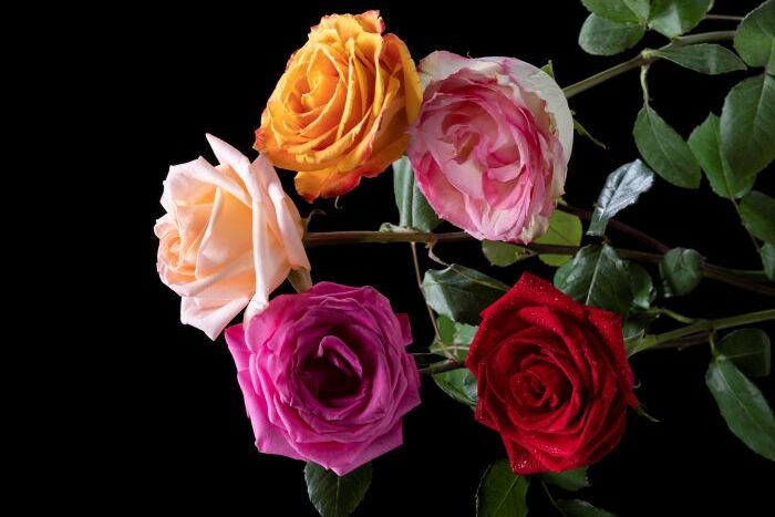 barvy růží význam