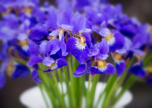 blue-irises-kosatec