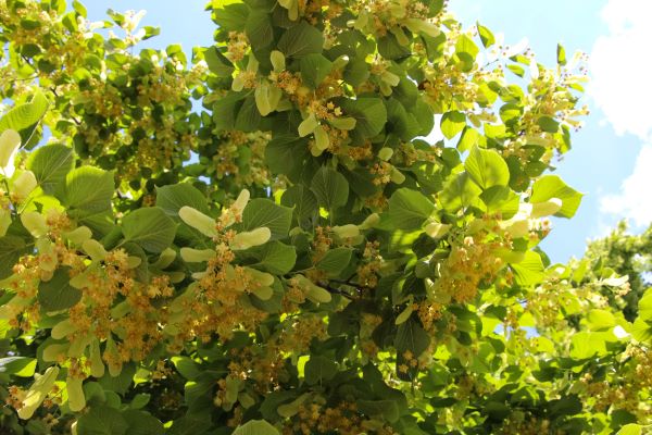 closeup-blossoming-linden-crown-against-sky2