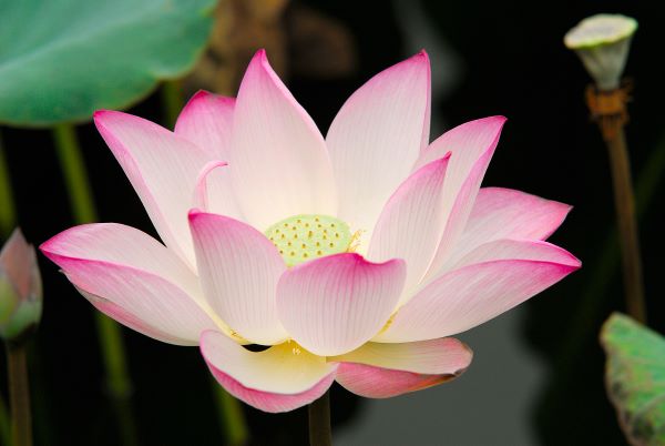 lotosovy kvet