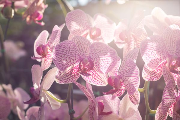 orchideje v zahradě