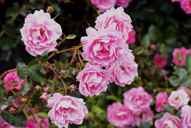 pink-garden-roses-growing-bush