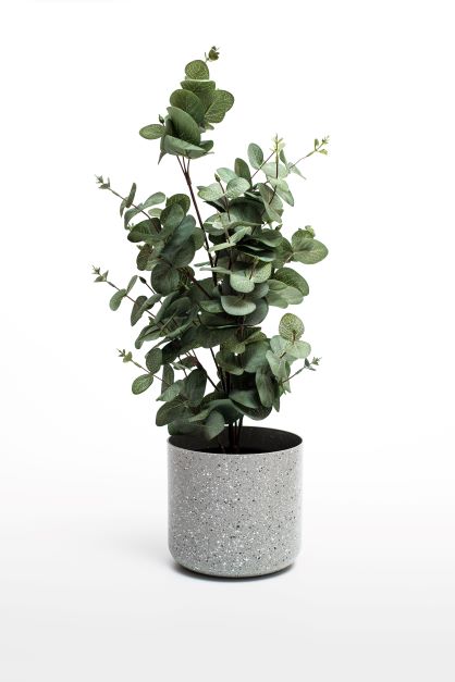 rostlina eukalyptus