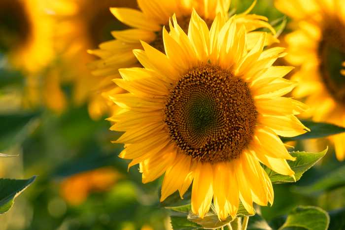 slunecnice - Sunflower