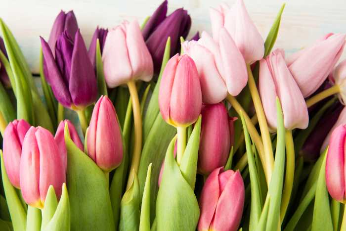 tulipany ruzove