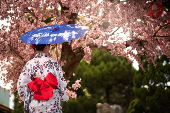 vyznam květin Japonsko Sakury