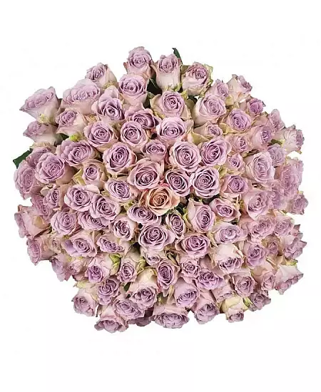 100 Růží Memory Lane