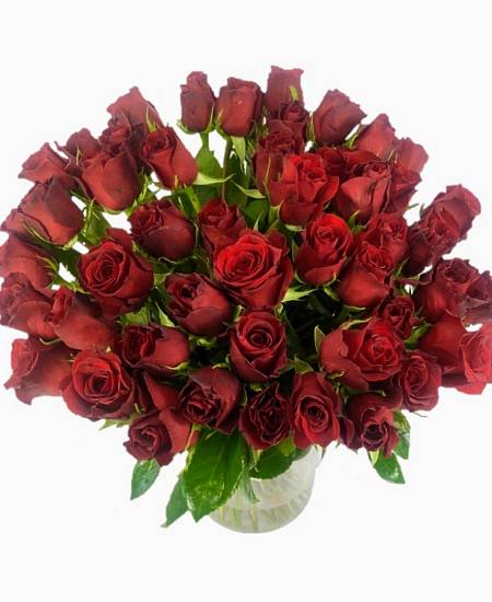 50x červených růží Rhodos