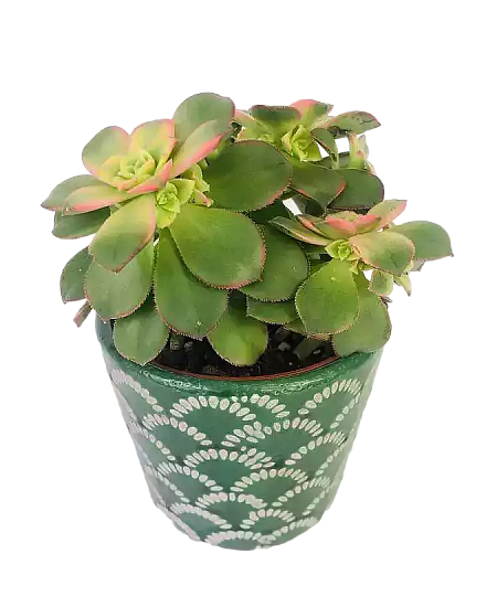 Aeonium Tricolor
