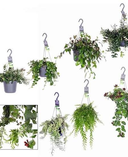 Aeschynanthus Green Mix