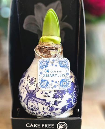 Amarylis Wax Delft Blue