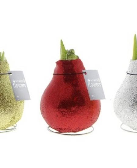 Amarylis Wax Glitrovaný