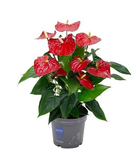 Anthurium Andreanum Karma Red