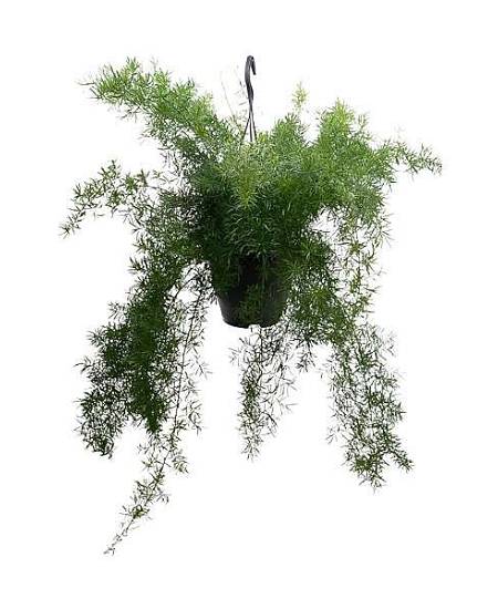 Asparagus densiflorus Sprengeri