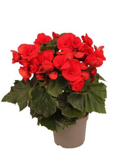 Begonia Elatior Baladin