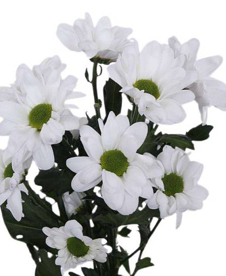 Bílá trsová Chryzantéma