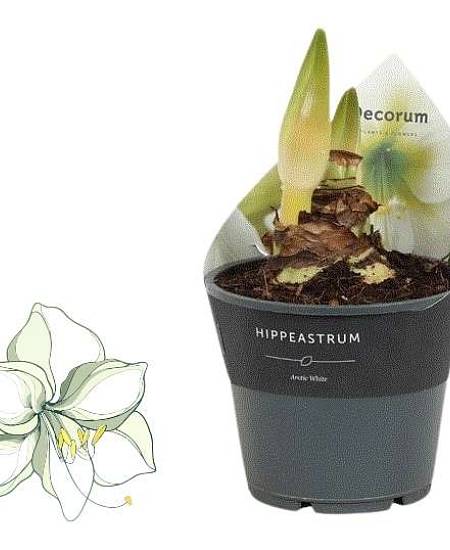 Bílý Amarylis v květináči