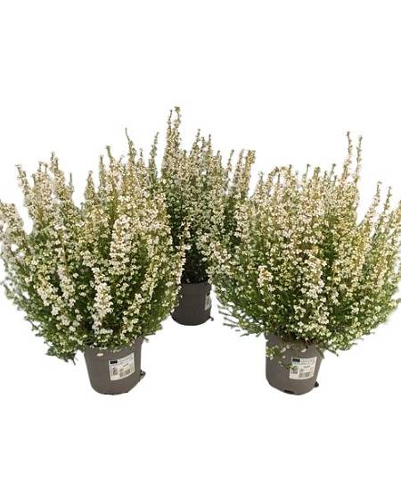 Bílý vřes - Erica Gracilis