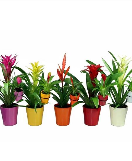 Bromélie (Guzmánie)