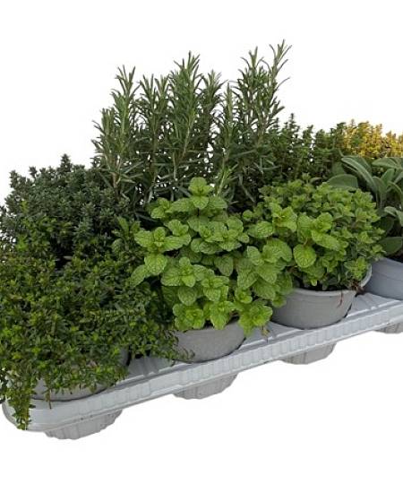 Bylinky – Herbs mix