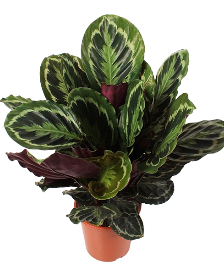 Calathea Medallion