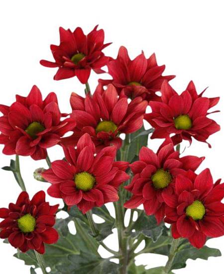 Červená trsová chryzantéma