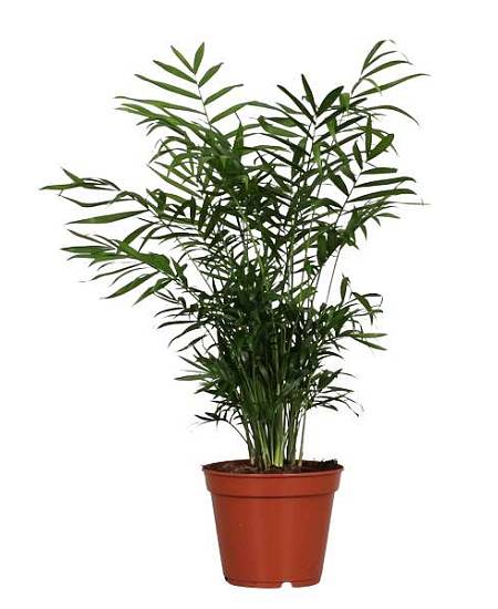 Chamaedorea elegans