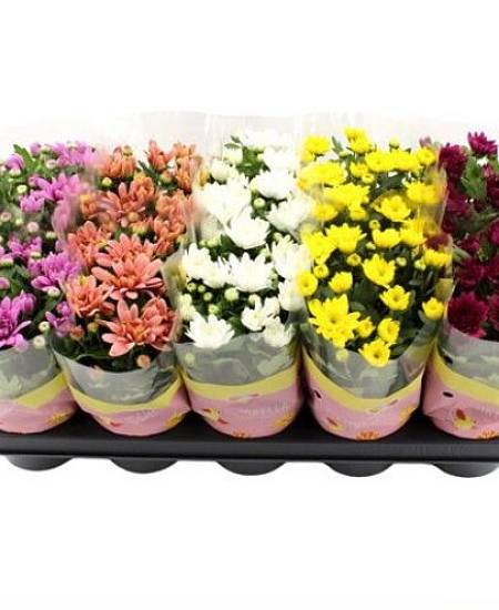 Chryzantéma mix barev