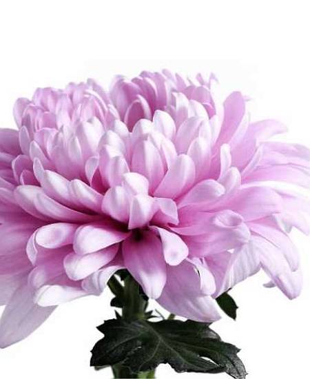 Chryzantéma Anastazia růžová