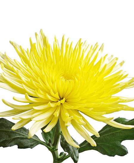 Chryzantéma Anastazia žlutá