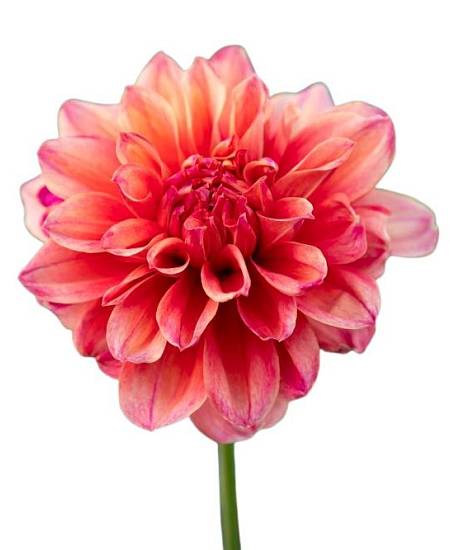 Dahlia