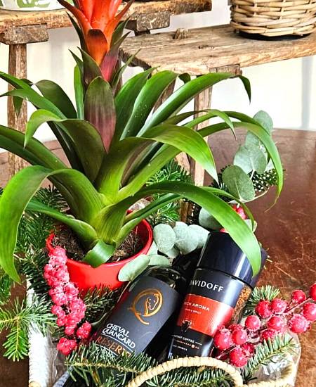 Dárkový koš Guzmánie